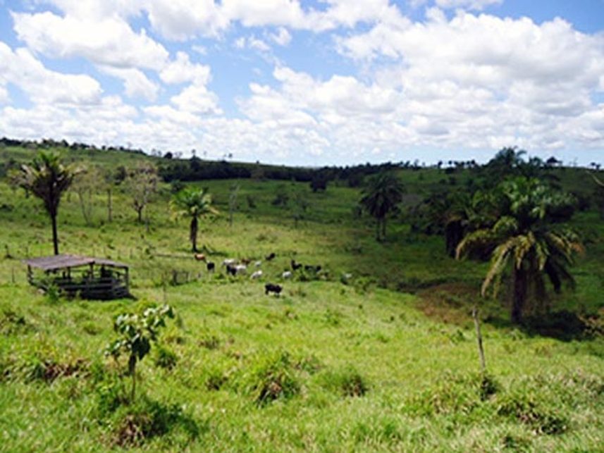 Imagem 4 do Leilão de Área Rural - Fazenda Caboclo - Pojuca/BA