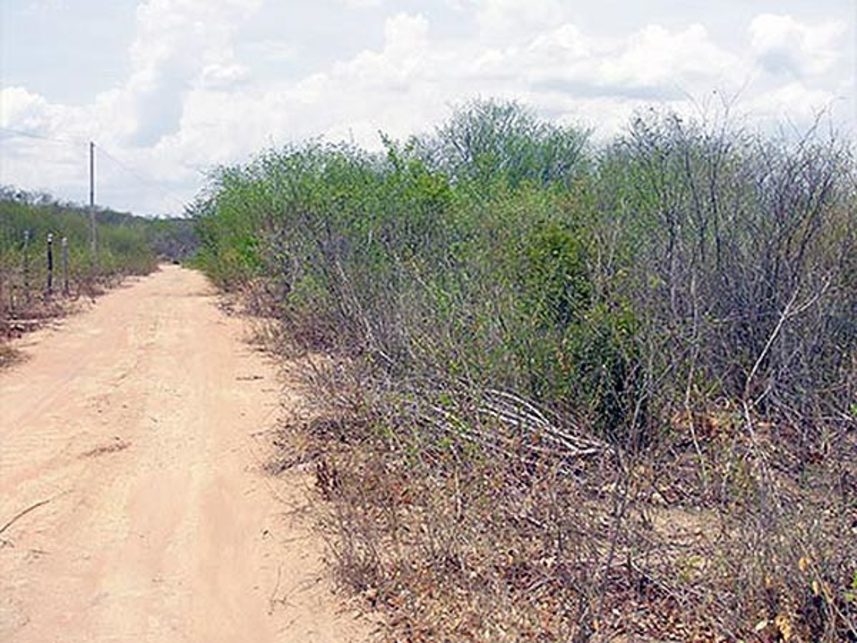 Imagem 3 do Leilão de Área Rural - Chácara Moriá data Calhaus - Santa Luz/PI