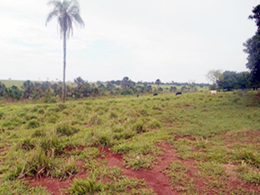 Imagem 3 do Leilão de Gleba de Terras - Cabeceira da Vila - Paranaíba/MS
