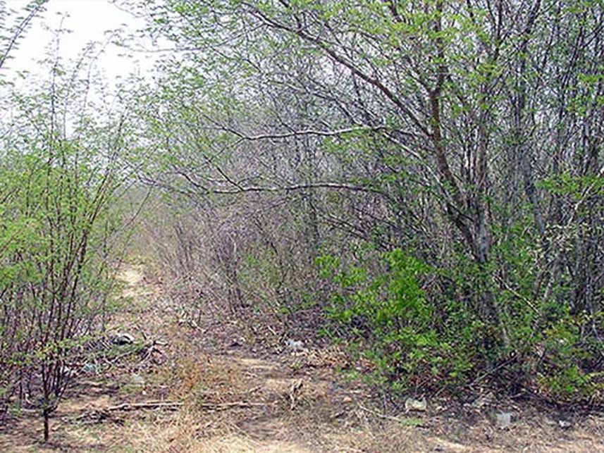 Imagem 4 do Leilão de Área Rural - Chácara Moriá data Calhaus - Santa Luz/PI