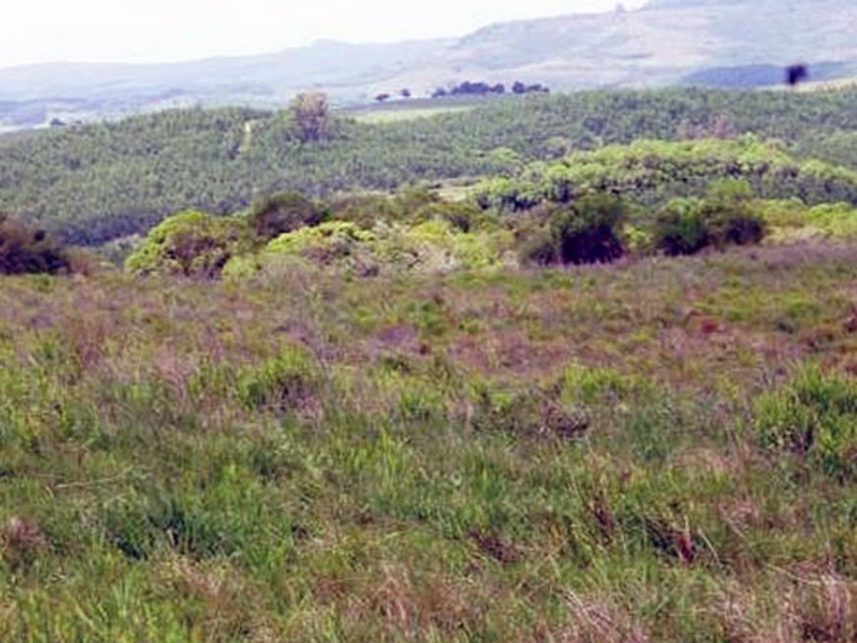 Imagem  do Leilão de Área Rural - Passo das Morões - Encruzilhada do Sul/RS