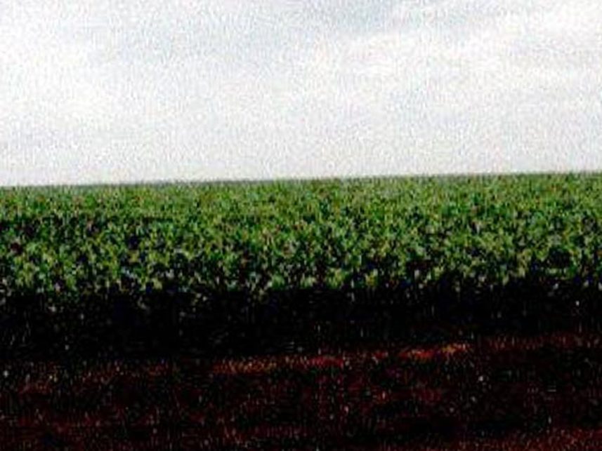 Imagem 5 do Leilão de Fazenda - Indefinido - Maracaju/MS