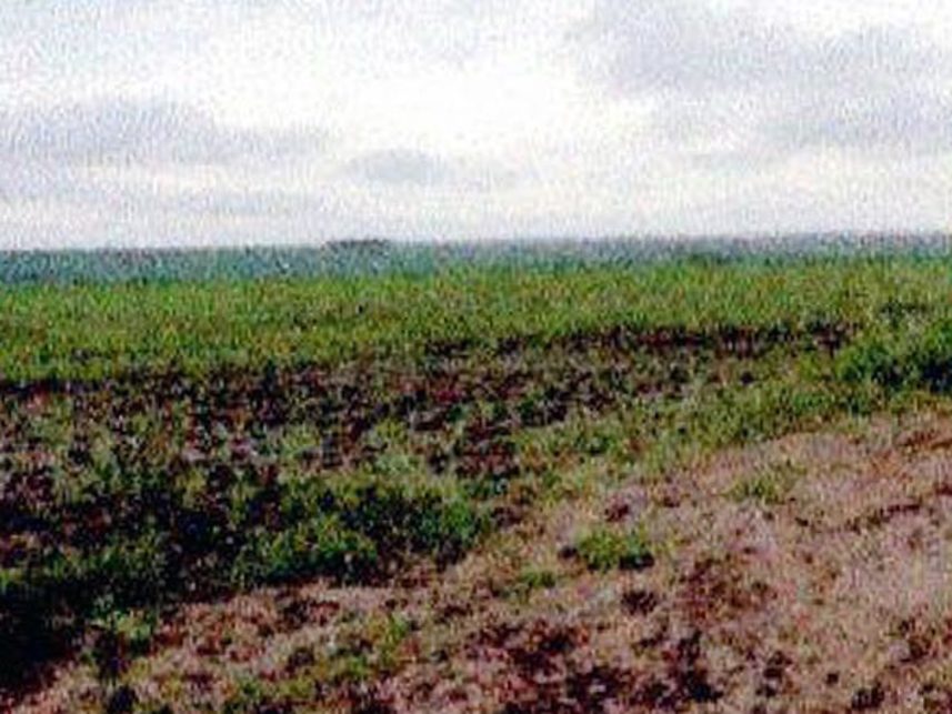 Imagem 8 do Leilão de Fazenda - Indefinido - Maracaju/MS