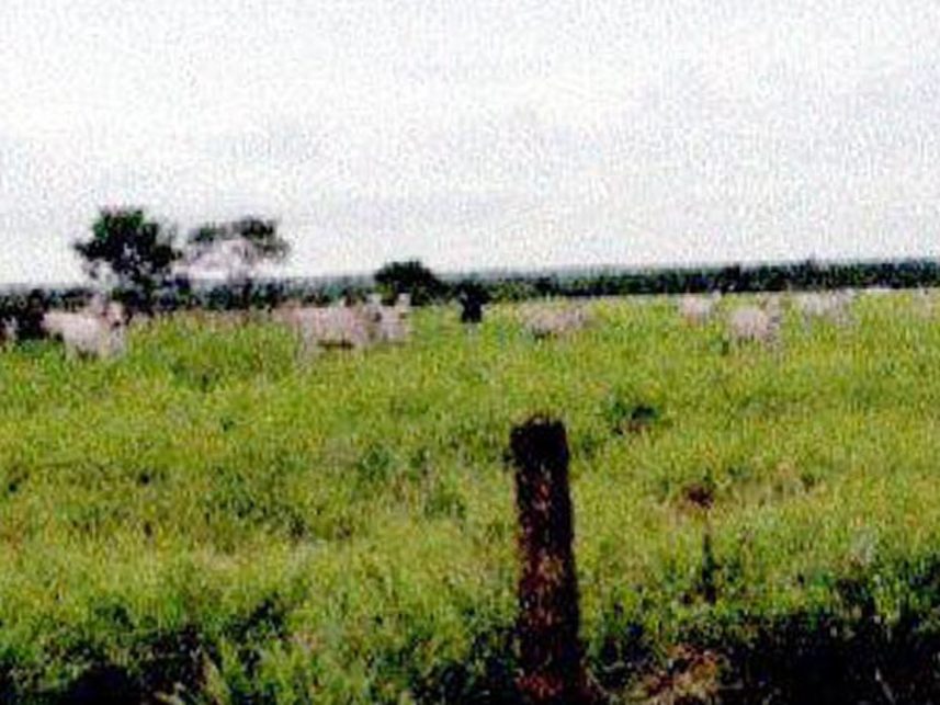 Imagem 10 do Leilão de Fazenda - Indefinido - Maracaju/MS