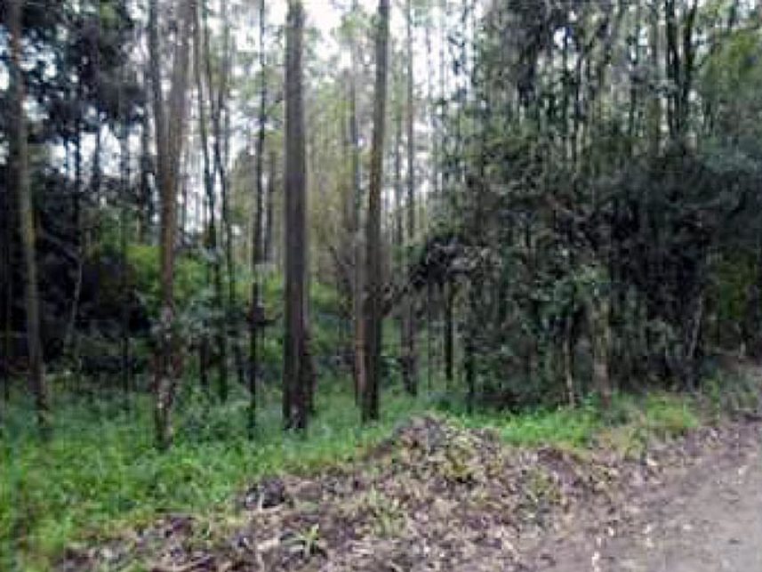 Imagem  do Leilão de Terreno - Secção Rio Manin - Treviso/SC