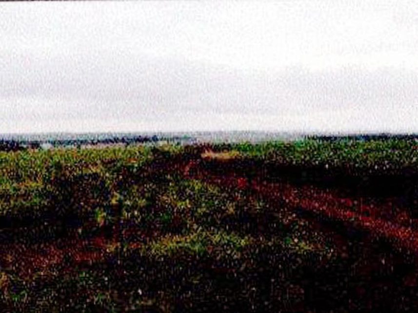 Imagem 4 do Leilão de Fazenda - Indefinido - Maracaju/MS