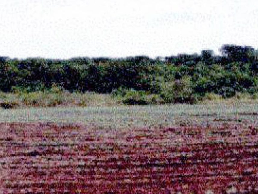 Imagem 20 do Leilão de Fazenda - Indefinido - Maracaju/MS