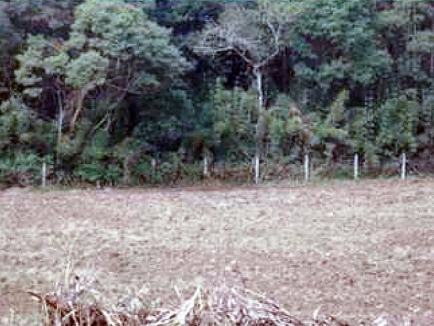 Imagem 9 do Leilão de Área Rural - Roseira do Campo Largo - São José dos Pinhais/PR