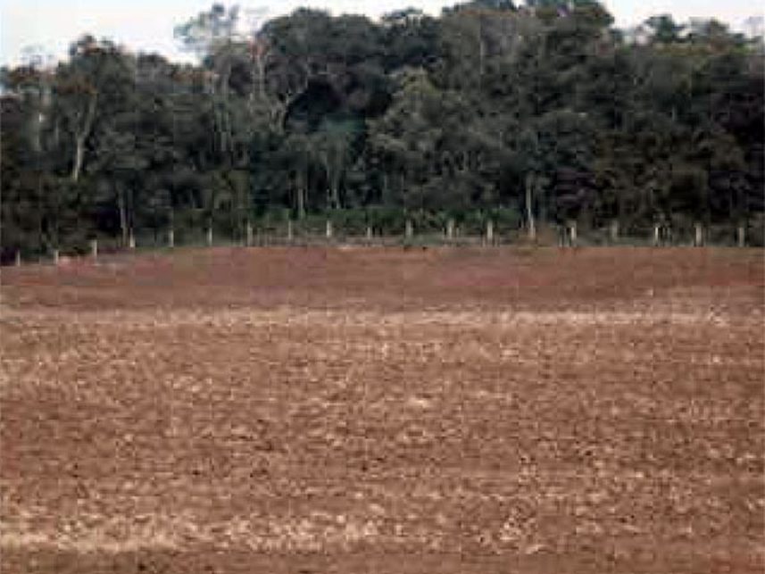 Imagem 8 do Leilão de Área Rural - Roseira do Campo Largo - São José dos Pinhais/PR