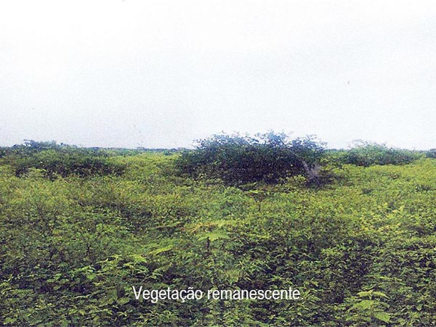 Imagem 4 do Leilão de Fazenda - Fazenda Covas - Nova Soure/BA