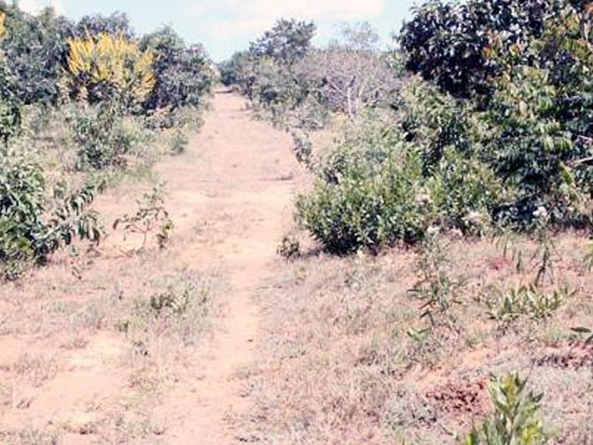 Imagem 2 do Leilão de Área Rural - Angico - Cristalina/GO
