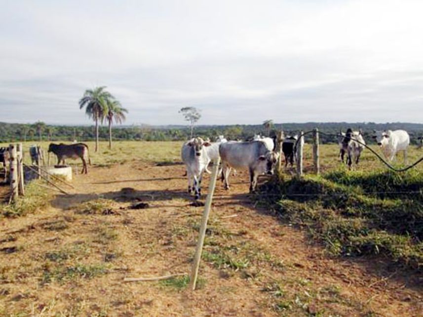 Imagem 2 do Leilão de Área Rural - Fazenda Bom Sucesso - Abaeté/MG