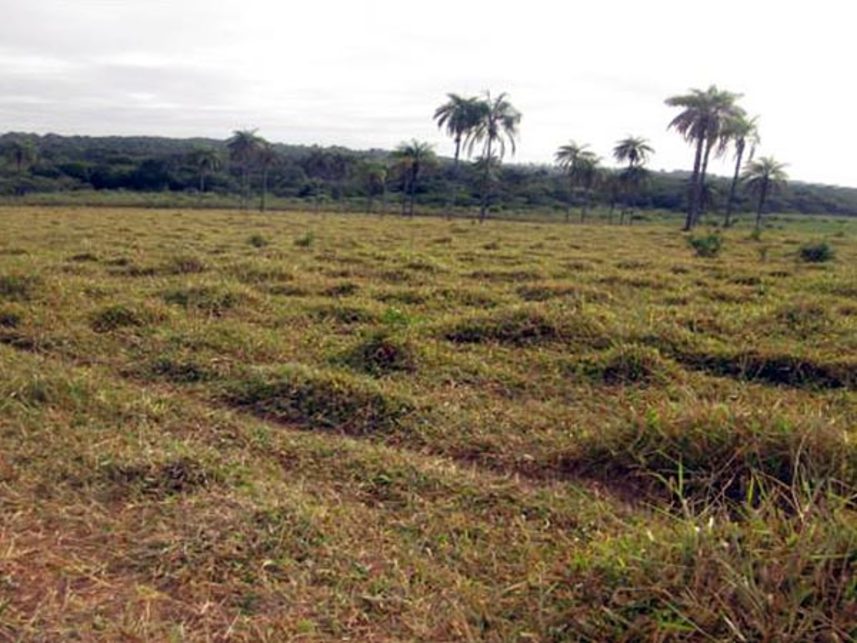 Imagem 5 do Leilão de Área Rural - Fazenda Bom Sucesso - Abaeté/MG