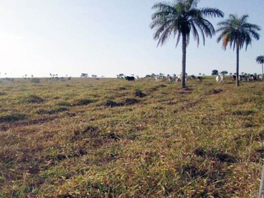 Imagem 3 do Leilão de Área Rural - Fazenda Bom Sucesso - Abaeté/MG