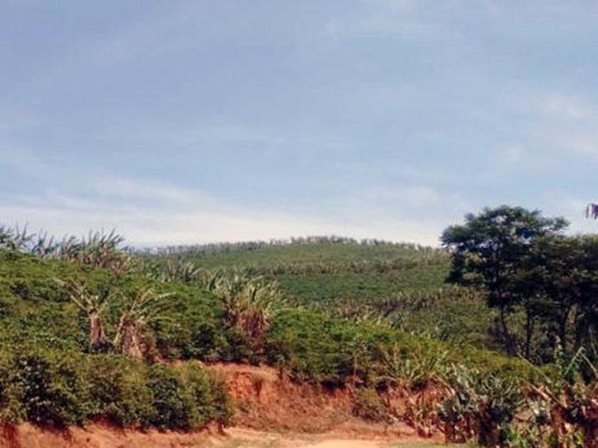 Imagem  do Leilão de Área Rural - Córrego São Roque - Caiana/MG