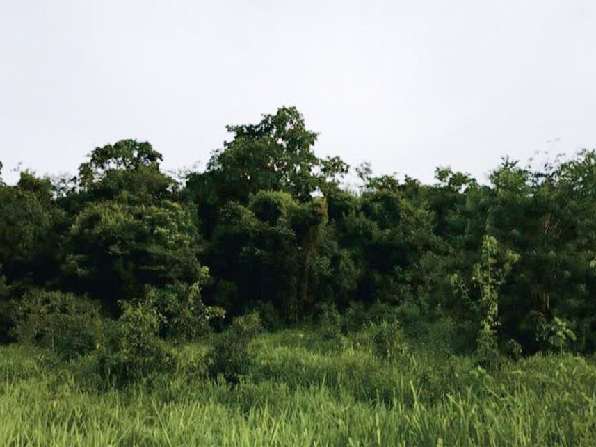 Imagem 3 do Leilão de Área Rural -  Fazenda Elegance Agro Pecuária - Goiás/GO