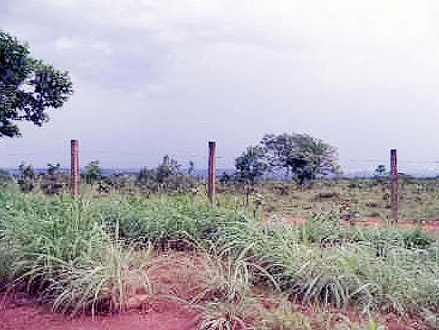 Imagem  do Leilão de Terreno - Zona Industrial - Alexânia/GO