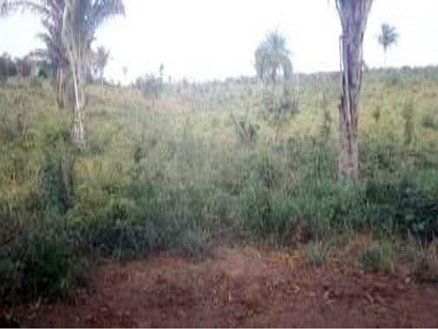 Imagem 2 do Leilão de Área Rural - Fazenda Brejo - Mirador/MA