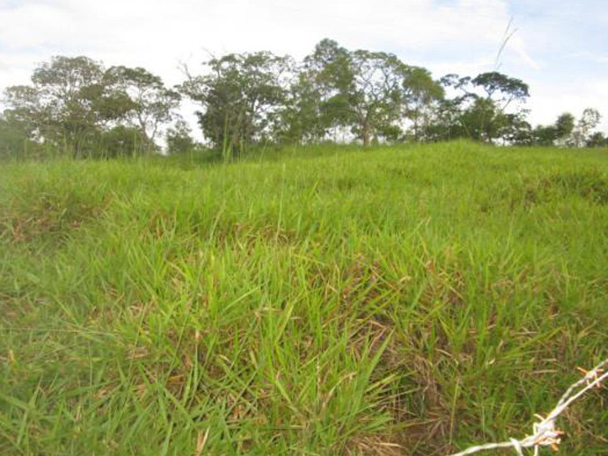 Imagem 2 do Leilão de Área Rural - Sítio Corumbá - Cláudio/MG