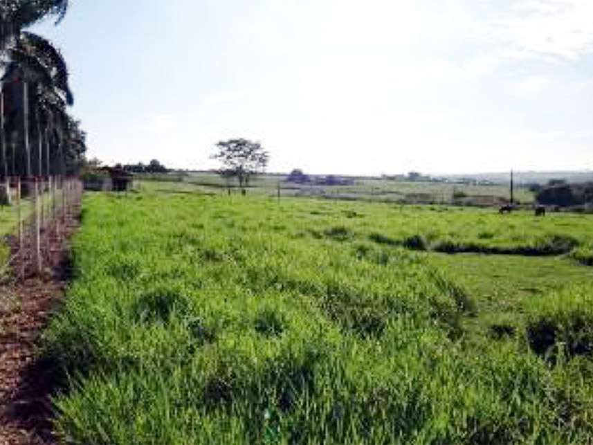 Imagem 9 do Leilão de Área Rural - Chácara São Judas  - Taquaritinga/SP