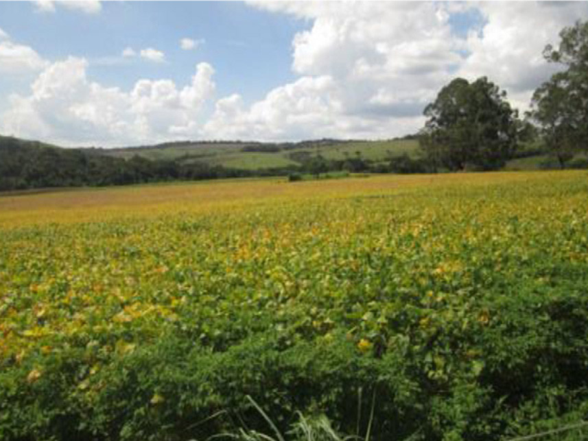 Imagem 4 do Leilão de Área Rural - Jaboticabal - Três Corações/MG