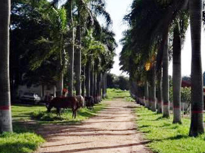 Imagem 2 do Leilão de Área Rural - Chácara São Judas  - Taquaritinga/SP