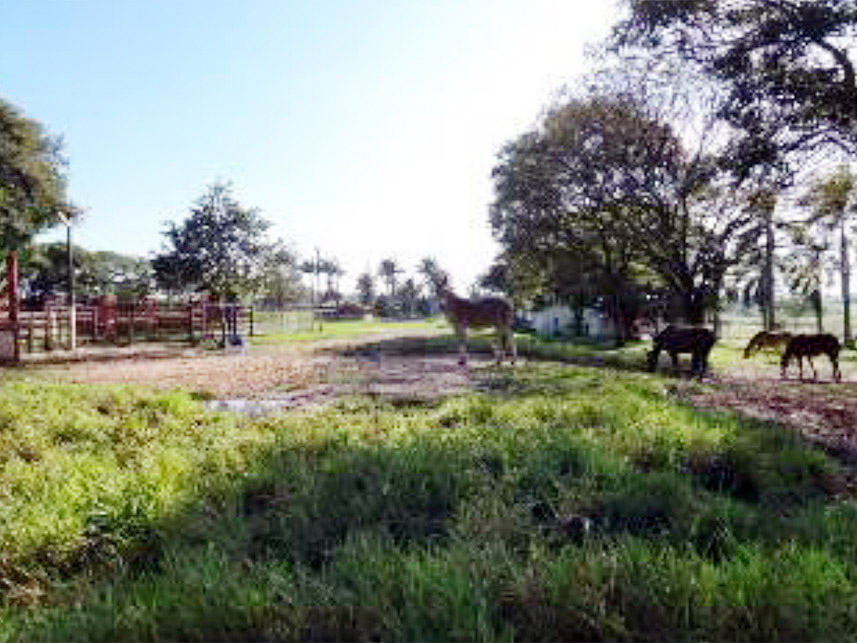 Imagem 4 do Leilão de Área Rural - Chácara São Judas  - Taquaritinga/SP