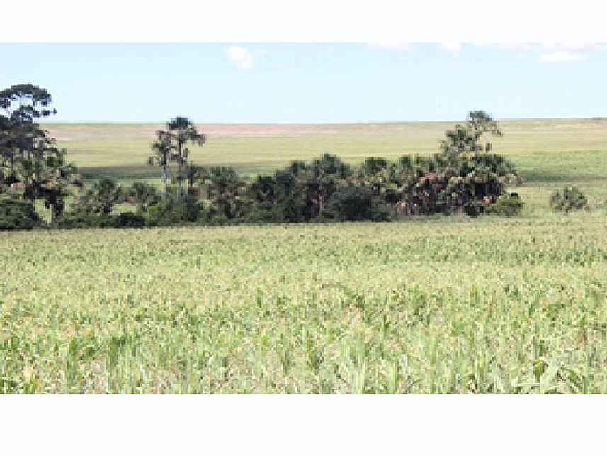 Imagem 3 do Leilão de Área Rural - Imóvel Rural - Cristalina/GO