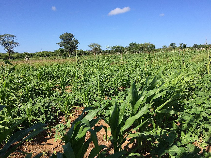 Imagem 2 do Leilão de Área Rural - Imóvel Rural - Campo Alegre de Lourdes/BA