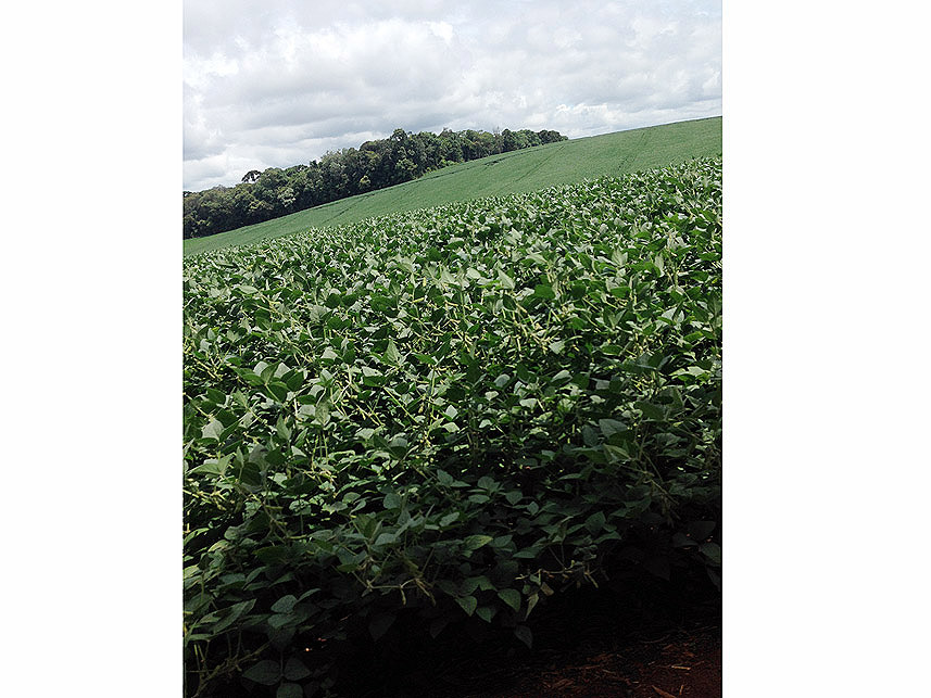 Imagem 2 do Leilão de Área Rural - Imóvel Rural - Imbituva/PR