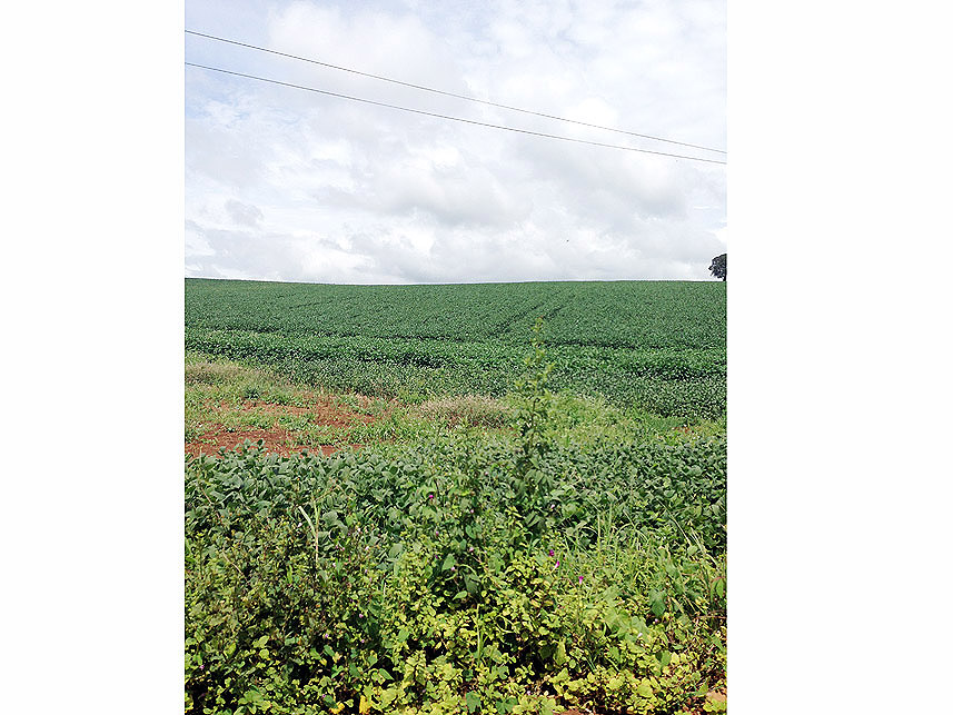 Imagem 1 do Leilão de Área Rural - Imóvel Rural - Imbituva/PR
