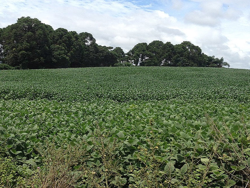Imagem 3 do Leilão de Área Rural - Área Rural - Imbituva/PR
