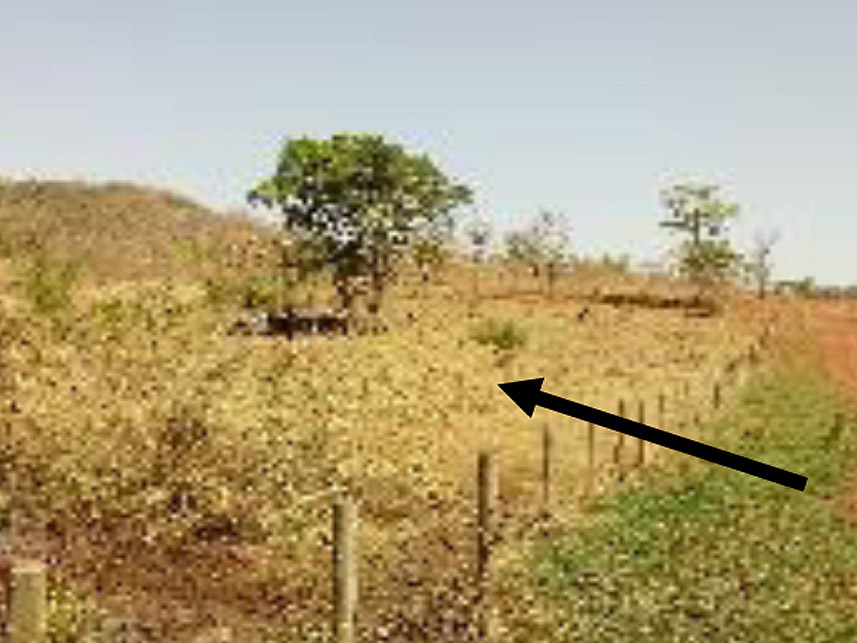 Imagem 7 do Leilão de Área Rural - Fazenda Arantes  - Campina Verde/MG
