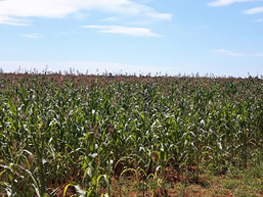 Imagem 6 do Leilão de Área Rural - Centro - Santa Carmem/MT