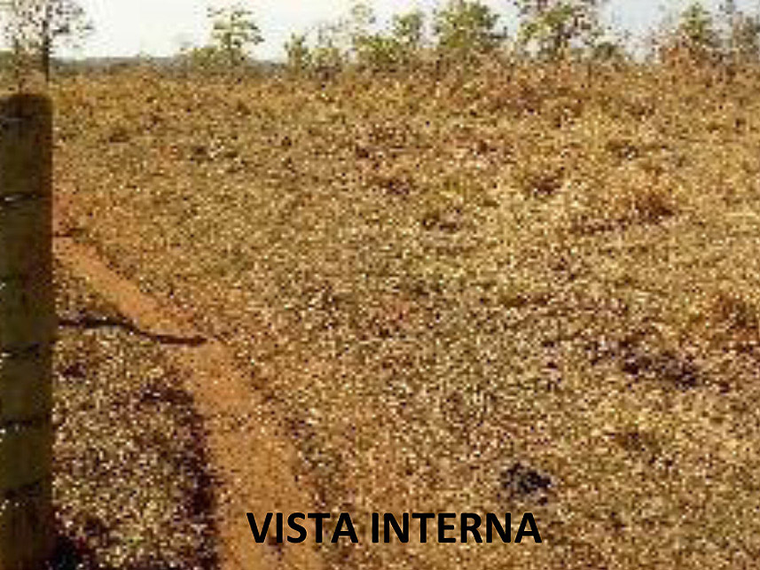 Imagem 6 do Leilão de Área Rural - Fazenda Arantes  - Campina Verde/MG