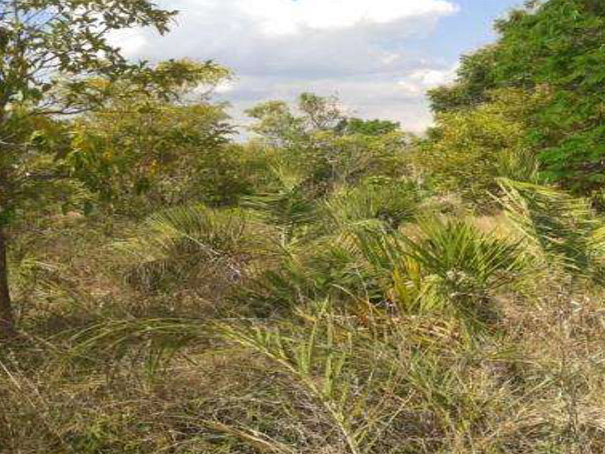 Imagem 5 do Leilão de Área Rural - Fazenda São Pedro III - Balsas/MA