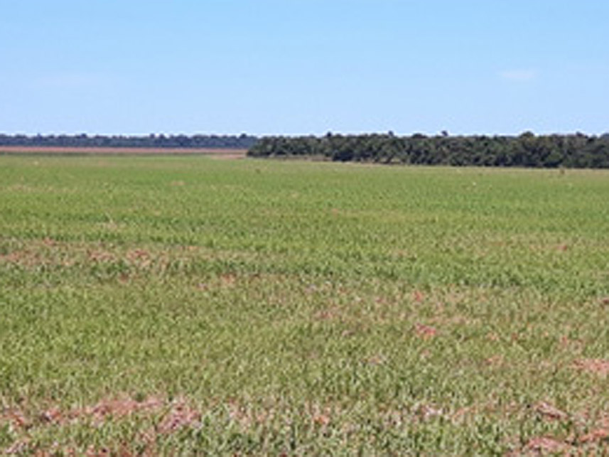 Imagem 4 do Leilão de Área Rural - Centro - Santa Carmem/MT