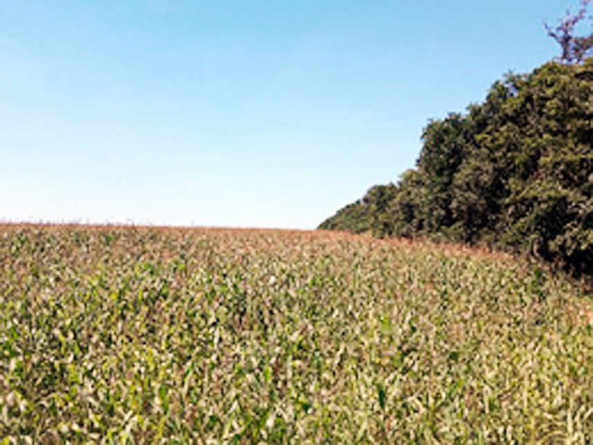 Imagem 2 do Leilão de Área Rural - Centro - Santa Carmem/MT