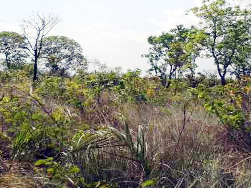 Imagem 4 do Leilão de Área Rural - Fazenda São Pedro III - Balsas/MA