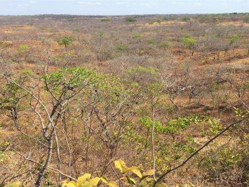 Imagem 3 do Leilão de Área Rural - Fazenda São Pedro III - Balsas/MA