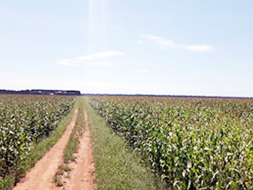 Imagem 3 do Leilão de Área Rural - Centro - Santa Carmem/MT
