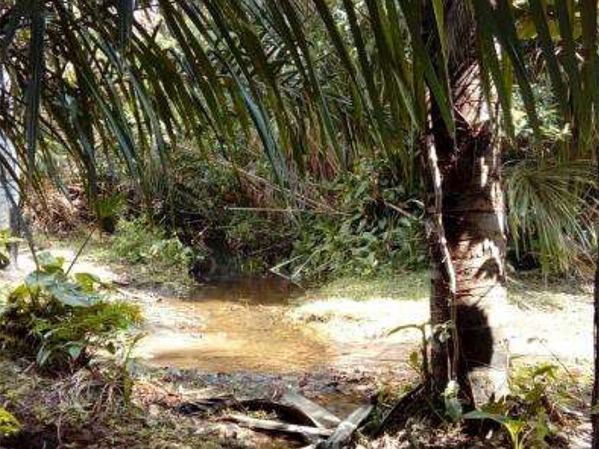 Imagem 3 do Leilão de Área Rural - Por Enquanto - Carolina/MA