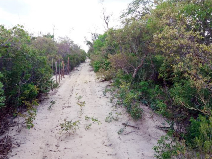 Imagem 1 do Leilão de Área Rural - Fazenda Lagoa da Praia - Carinhanha/BA