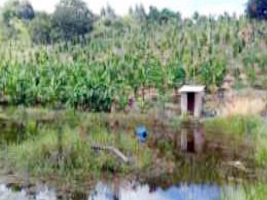 Imagem 3 do Leilão de Área Rural - Sítio Doinho - Guaratinga/BA