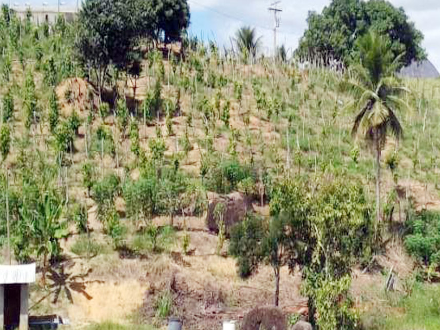 Imagem 7 do Leilão de Área Rural - Sítio Doinho - Guaratinga/BA