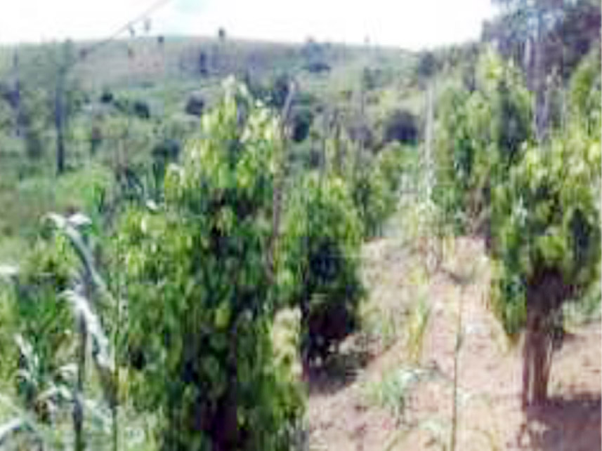 Imagem 6 do Leilão de Área Rural - Sítio Doinho - Guaratinga/BA