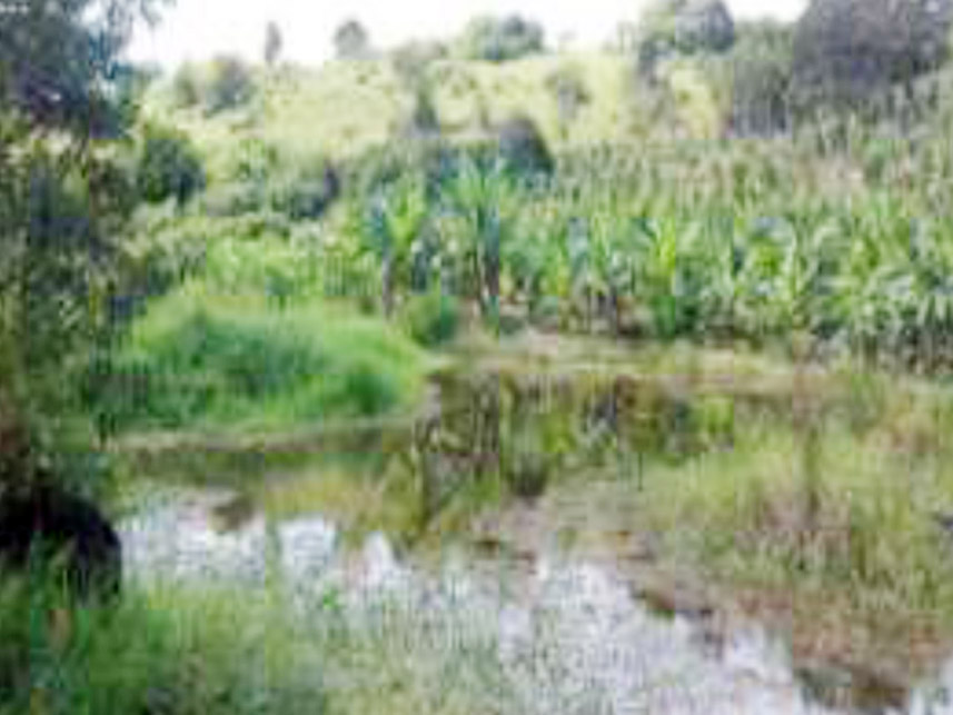Imagem 2 do Leilão de Área Rural - Sítio Doinho - Guaratinga/BA