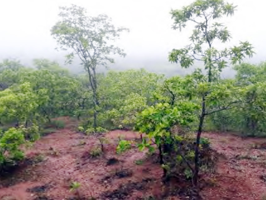 Imagem 8 do Leilão de Área Rural - Furna Grande - Ituiutaba/MG