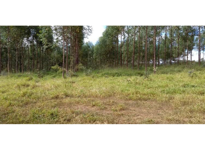 Imagem 2 do Leilão de Área Rural - Rural - Padre Bernardo/GO