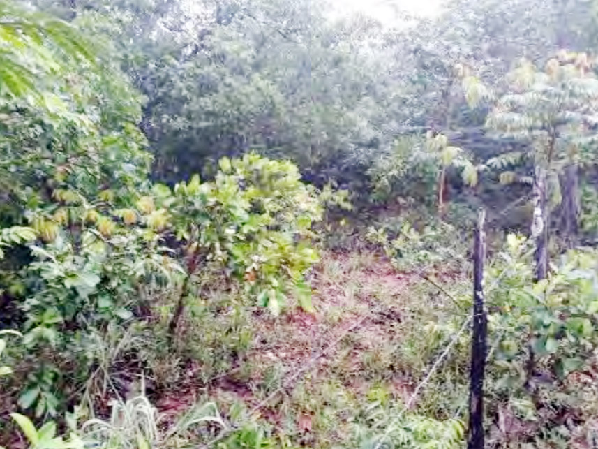 Imagem 6 do Leilão de Área Rural - Furna Grande - Ituiutaba/MG